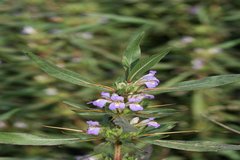 Hygrophila auriculata